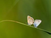 Geißklee Bläuling oder Argus Bläuling Paarung